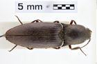 Foto (Dorsalansicht) von Lanelater bipunctatus (NHMW-ZOO-COL-0010355)